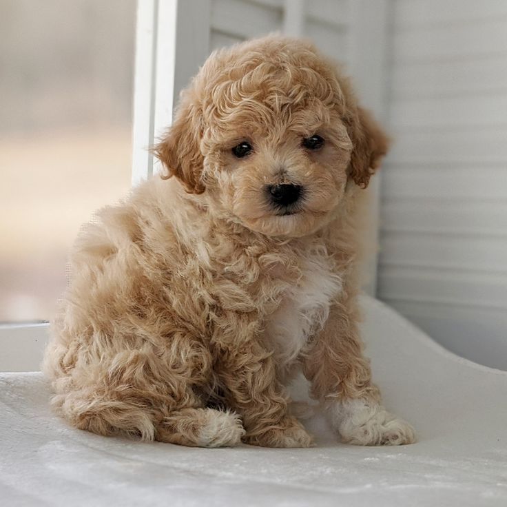 Goldendoodle