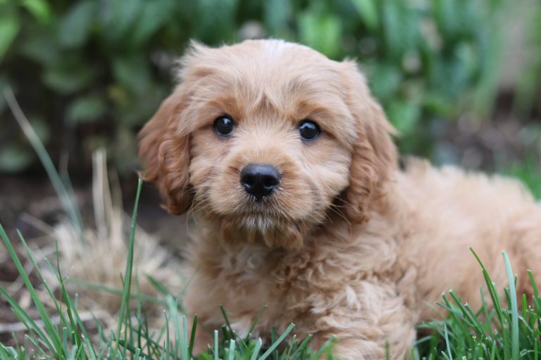 Goldendoodle