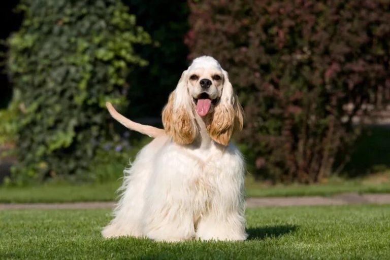 About Cocker Spaniels