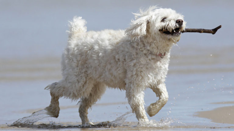 Overweight cockapoo store