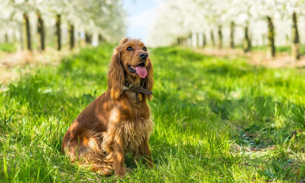 About Cocker Spaniels 1