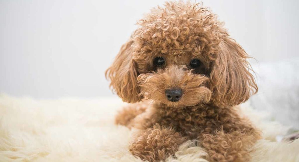 Want a puppy? 10 things i wish i knew before getting a toy poodle | pros  and cons of having a puppy - YouTube