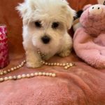 Candy (Toy Maltese) 5