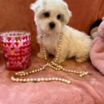 Candy (Toy Maltese) 8