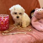 Candy (Toy Maltese) 6