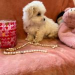 Candy (Toy Maltese) 7