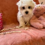 Candy (Toy Maltese) 4