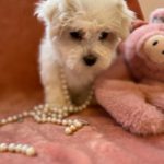 Candy (Toy Maltese) 3