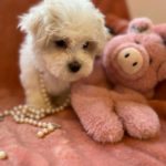 Candy (Toy Maltese) 2