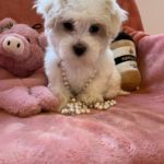 Candy (Toy Maltese) 1