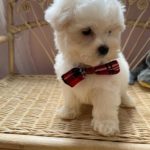 Pickles (Toy Maltese) 10