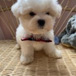 Pickles (Toy Maltese) 9