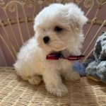 Pickles (Toy Maltese) 8