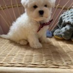 Pickles (Toy Maltese) 7