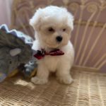 Pickles (Toy Maltese) 6