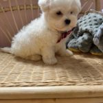 Pickles (Toy Maltese) 5