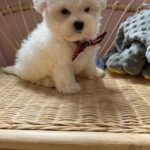 Pickles (Toy Maltese) 4