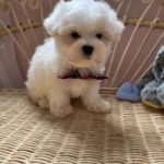 Pickles (Toy Maltese) 3