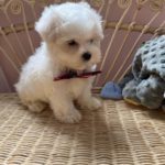 Pickles (Toy Maltese) 2