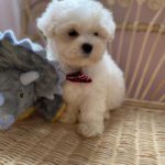 Pickles (Toy Maltese) 1