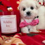 Claus (Maltese) 2