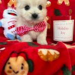 Claus (Maltese) 9