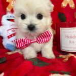 Claus (Maltese) 7