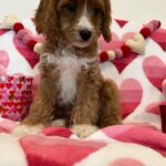 BENTLEY (Cavapoo) 1