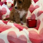 BENTLEY (Cavapoo) 10