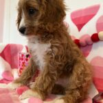 BENTLEY (Cavapoo) 11