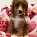 BENTLEY (Cavapoo) 2