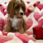 BENTLEY (Cavapoo) 3