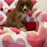 BENTLEY (Cavapoo) 4