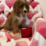 BENTLEY (Cavapoo) 5