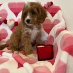 BENTLEY (Cavapoo) 6