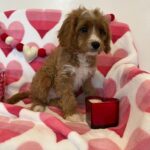 BENTLEY (Cavapoo) 7