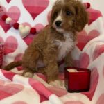 BENTLEY (Cavapoo) 8