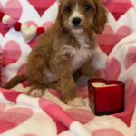 BENTLEY (Cavapoo) 9