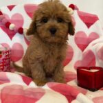 George (cavapoo) 1