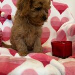 George (cavapoo) 8