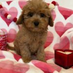 George (cavapoo) 3