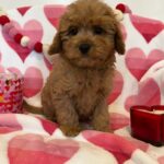 George (cavapoo) 4