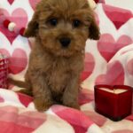 George (cavapoo) 6