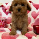 George (cavapoo) 7