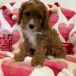 Carrot (cavapoo) 9