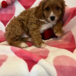 Carrot (cavapoo) 1