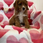 Carrot (cavapoo) 7