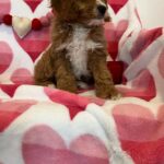 Carrot (cavapoo) 6