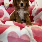 Carrot (cavapoo) 5