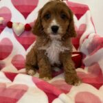 Carrot (cavapoo) 4